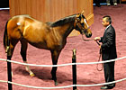 Fasig-Tipton KY Sale: Recap (Video) Fasig-Tipton KY Sale: Recap (Video)