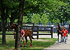 F-T Day One: Yearlings to Watch F-T Day One: Yearlings to Watch