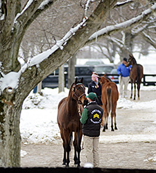 F-T Sale Shows Consignors, Buyers Resilient F-T Sale Shows Consignors, Buyers Resilient