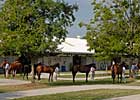F-T Day 1: Ghostzapper Filly Shines F-T Day 1: Ghostzapper Filly Shines