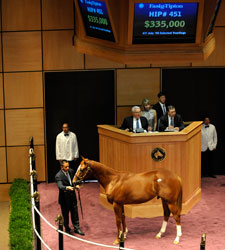 Australian Pinhookers Buy Speightstown Colt Australian Pinhookers Buy Speightstown Colt