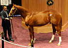 Australian Pinhookers Buy Speightstown Colt