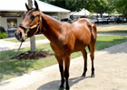Fasig-Tipton July Sale: Mark Taylor Fasig-Tipton July Sale: Mark Taylor