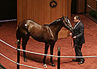 Unbridled's Song Colt Brings $400,000 at F-T Unbridled's Song Colt Brings $400,000 at F-T