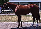 F-T Kentucky: Hip 414 Bedford Land F-T Kentucky: Hip 414 Bedford Land