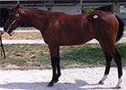 F-T Kentucky: Hip 154 Cowboy Cal--Refugee F-T Kentucky: Hip 154 Cowboy Cal--Refugee