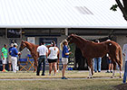 Positive Outlook for Fasig-Tipton Yearlings Positive Outlook for Fasig-Tipton Yearlings