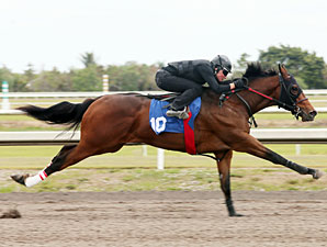 Hot Prospects Adorn Fasig-Tipton Florida Sale Hot Prospects Adorn Fasig-Tipton Florida Sale