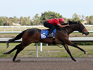 Stonestreet Lands Malibu Moon Filly Stonestreet Lands Malibu Moon Filly