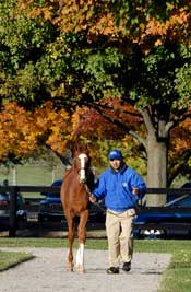 Host of Grade I Winners Figure to Fuel Fasig-Tipton Sale Host of Grade I Winners Figure to Fuel Fasig-Tipton Sale