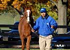 Host of Grade I Winners Figure to Fuel Fasig-Tipton Sale Host of Grade I Winners Figure to Fuel Fasig-Tipton Sale