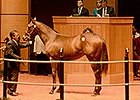 Fasig-Tipton Opener Gains Across the Board Fasig-Tipton Opener Gains Across the Board