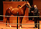Distorted Humor Colt Brings $500,000 at F-T Distorted Humor Colt Brings $500,000 at F-T