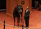 Medaglia d'Oro Colt Sells for $440,000 Medaglia d'Oro Colt Sells for $440,000