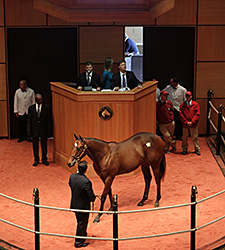 Harlan's Holiday Colt Brings $250,000 at F-T Harlan's Holiday Colt Brings $250,000 at F-T