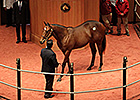Harlan's Holiday Colt Brings $250,000 at F-T Harlan's Holiday Colt Brings $250,000 at F-T