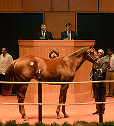 Speightstown Colt Brings $235,000 at F-T Speightstown Colt Brings $235,000 at F-T