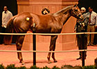 Speightstown Colt Brings $235,000 at F-T Speightstown Colt Brings $235,000 at F-T