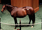 Hatta Diamond Brings $170,000 at F-T Sale
