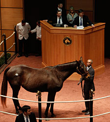 Fancy Prancer Sells For $200,000 at F-T Fancy Prancer Sells For $200,000 at F-T