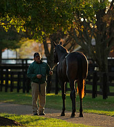 F-T Fall Yearling Sale Keeps on Truckin' F-T Fall Yearling Sale Keeps on Truckin'