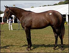 Maria's Mon Colt Tops Opener of Fasig-Tipton Midlantic Sale Maria's Mon Colt Tops Opener of Fasig-Tipton Midlantic Sale