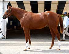 Average Up, RNA Down as Fasig-Tipton Midlantic Ends Average Up, RNA Down as Fasig-Tipton Midlantic Ends