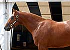 Average Up, RNA Down as Fasig-Tipton Midlantic Ends
