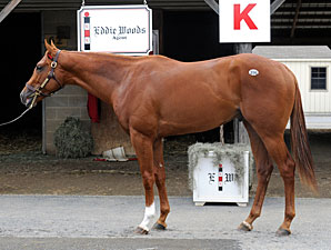 Numbers Soar at Fasig-Tipton Midlantic Sale Numbers Soar at Fasig-Tipton Midlantic Sale