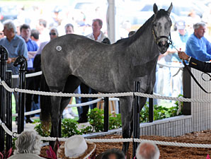 Tapit Filly Commands $750,000 at F-T Sale Tapit Filly Commands $750,000 at F-T Sale