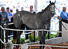 Tapit Filly Commands $750,000 at F-T Sale Tapit Filly Commands $750,000 at F-T Sale