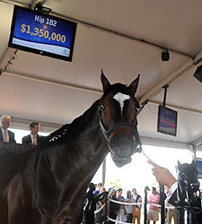 Empire Maker Filly Sells for $1.35 Million Empire Maker Filly Sells for $1.35 Million