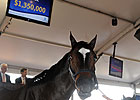 Summertime Fun: Sale 2YOs and Their Names Summertime Fun: Sale 2YOs and Their Names