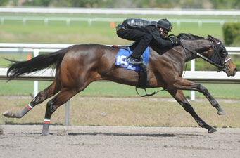 Empire Maker Filly Among F-T Sale Standouts Empire Maker Filly Among F-T Sale Standouts