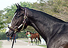 A.P. Indy Filly Brings $1.1 Million at F-T A.P. Indy Filly Brings $1.1 Million at F-T