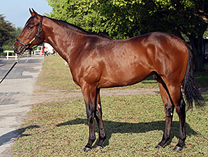 Bernardini Colt Tops F-T Sale at $1.6 Million Bernardini Colt Tops F-T Sale at $1.6 Million