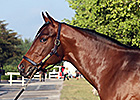Bernardini Colt Tops F-T Sale at $1.6 Million