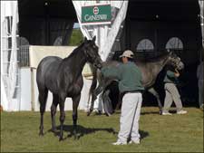 Consignors, Fasig-Tipton See Strong Midlantic Sale Consignors, Fasig-Tipton See Strong Midlantic Sale