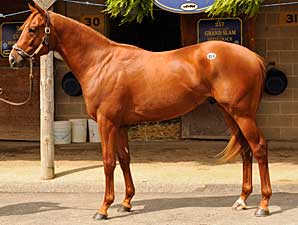 Tapit Horse