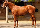 Buy-Back Rate Falls at F-T Midlantic Sale