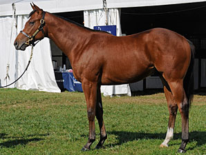 Harlan's Holiday Colt Sells for $300,000 Harlan's Holiday Colt Sells for $300,000