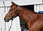 Harlan's Holiday Colt Sells for $300,000