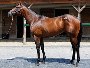 Sequel's Indian Charlie Colt Brings $600,000 Sequel's Indian Charlie Colt Brings $600,000
