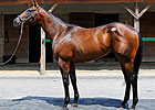 Sequel's Indian Charlie Colt Brings $600,000 Sequel's Indian Charlie Colt Brings $600,000