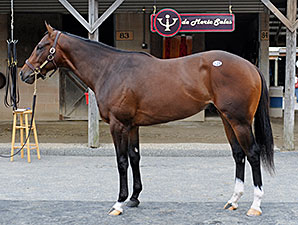 Unbridled's Song Colt Tops Midlantic Day 1 Unbridled's Song Colt Tops Midlantic Day 1