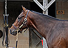 Unbridled's Song Colt Tops Midlantic Day 1 Unbridled's Song Colt Tops Midlantic Day 1