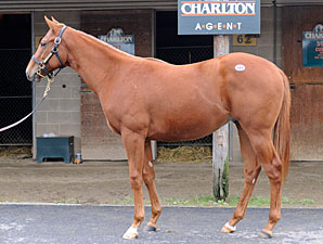F-T Midlantic Sale Opens With Increases F-T Midlantic Sale Opens With Increases