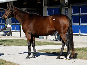 Even Top Mares Can Be Risky Even Top Mares Can Be Risky