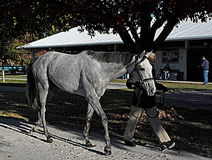Confidence High at FT November Sale Confidence High at FT November Sale