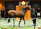 New York-Bred Sale Soars in All Categories New York-Bred Sale Soars in All Categories